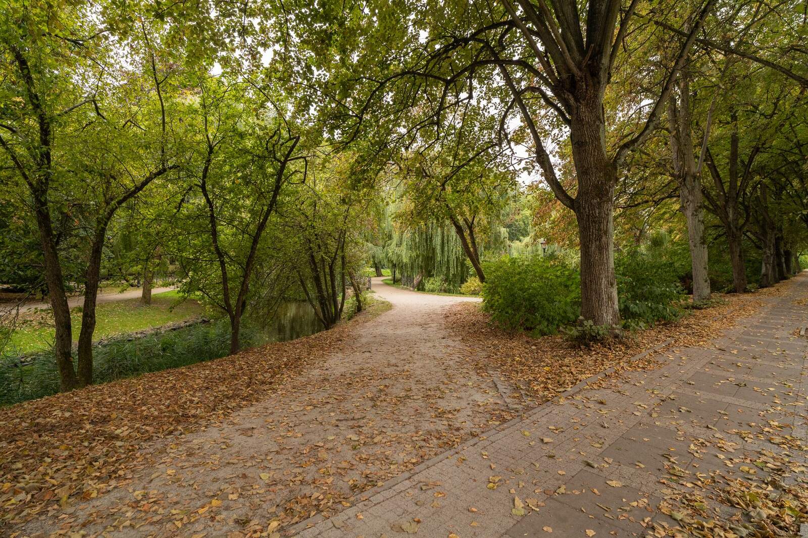 Leaf-strewn walking path curving through a wooded park