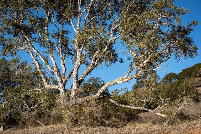 Spreading live oak above open brushland under a blue sky