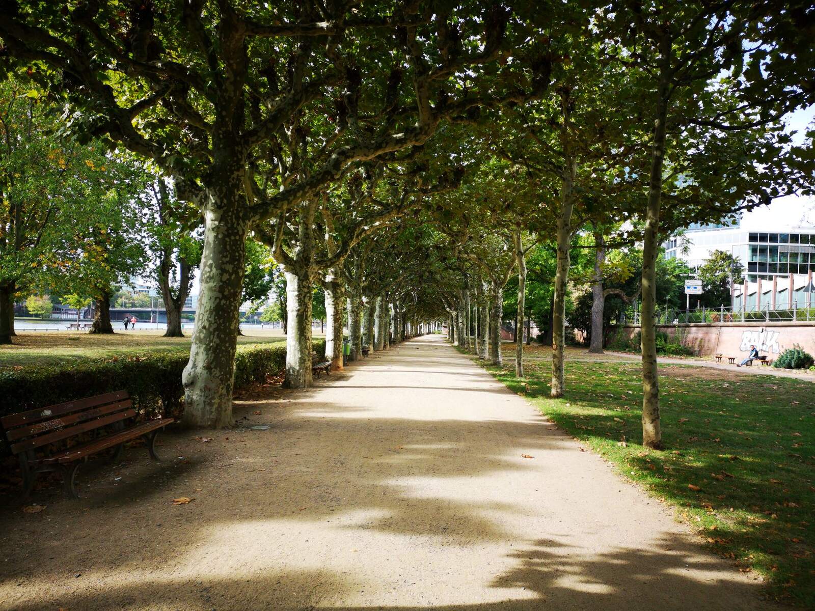 Gravel walking path between rows of tall trees