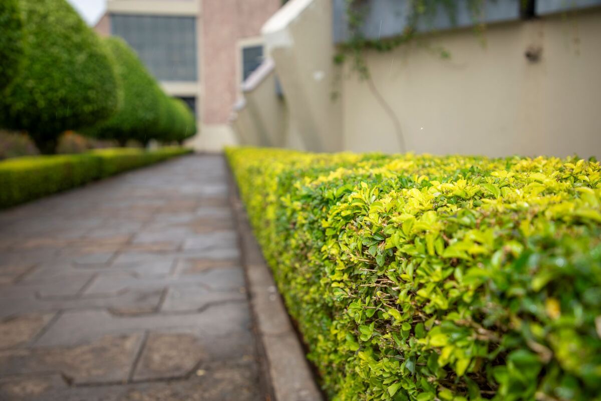 Clipped hedge beside a paved garden path