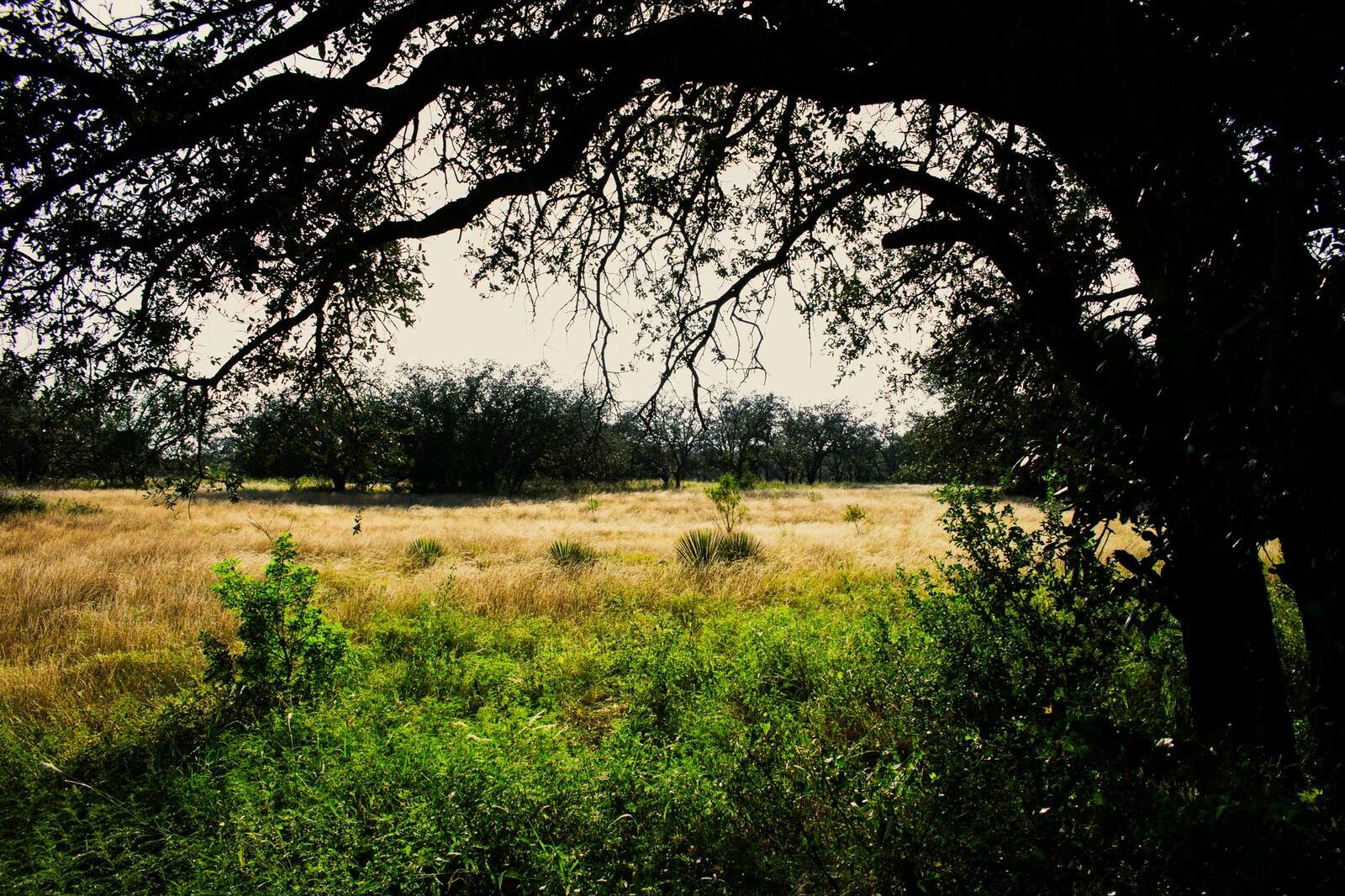 Live oaks along open brushland under a blue sky