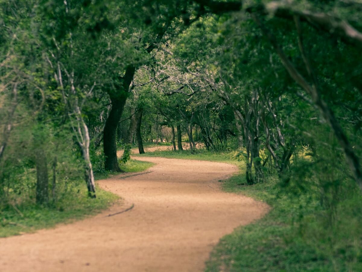 Tree-lined dirt trail through a shaded park